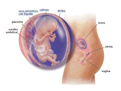 La transmisión la salud la osteocondrosis